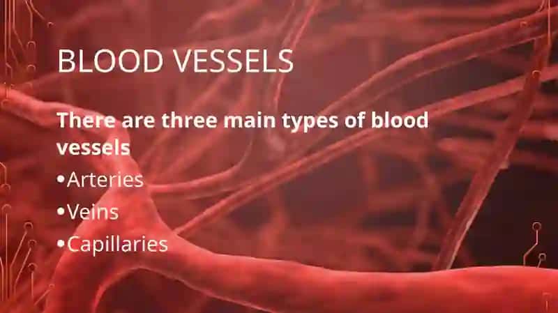 BLOOD VESSELS 2