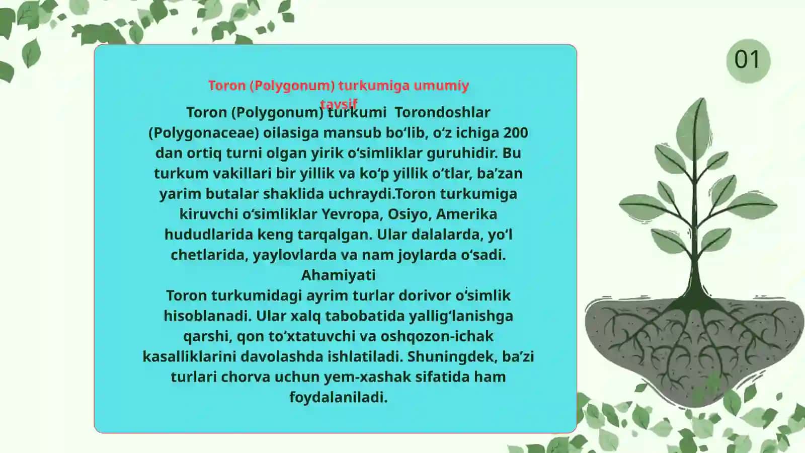 Toron (Polygonum) turkumi dorivor o‘simliklarning xalq xo‘jaligidagi ahamiyati 2
