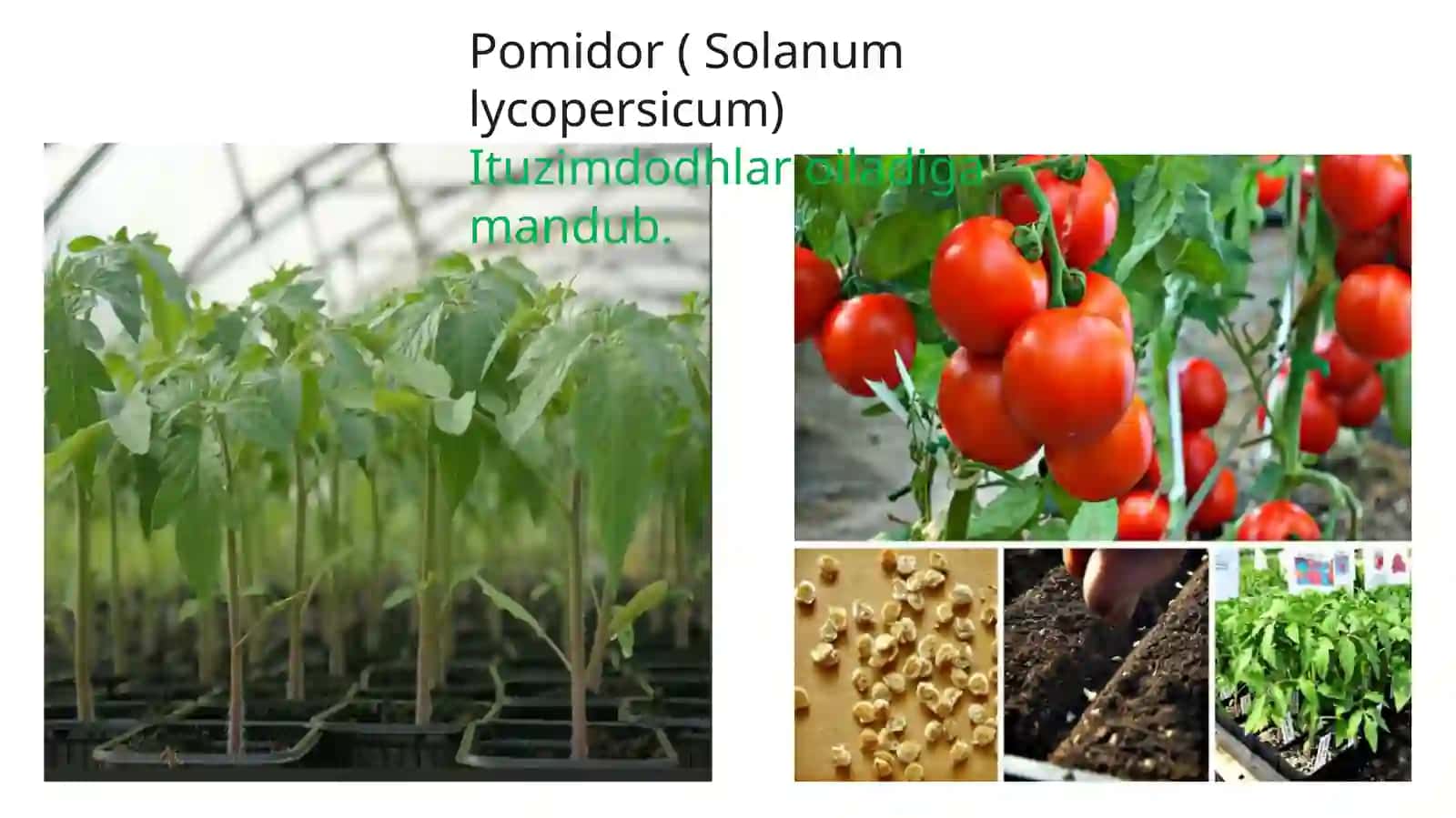 Bodring (Cucumis sativus) 2