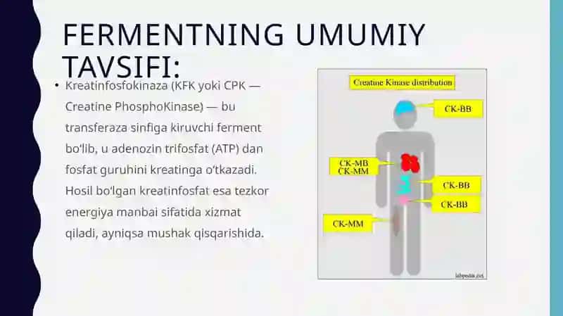 Kreatinfosfokinazaning izoshakllari va ularni aniqlashning klinik ahamiyati 2