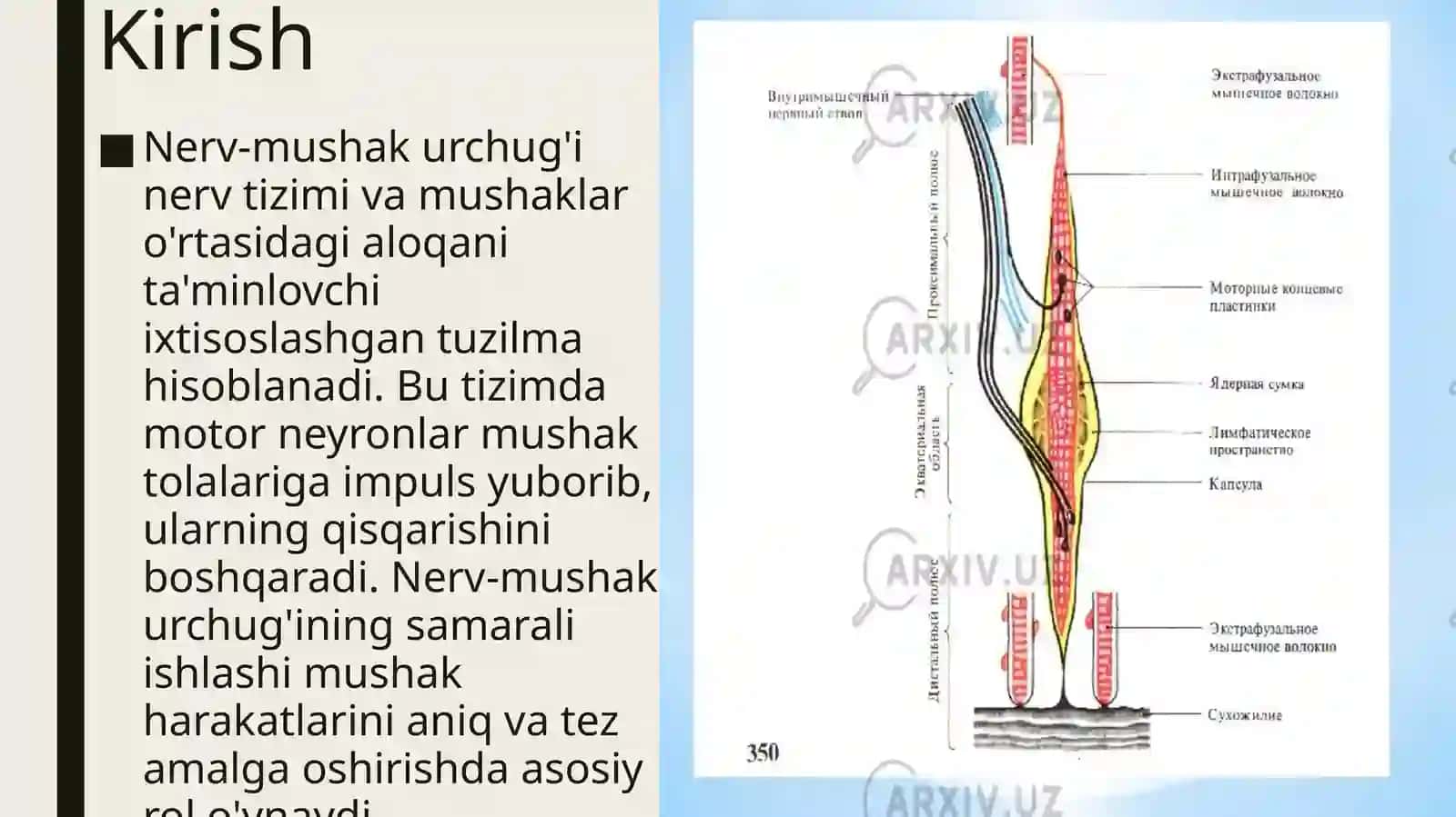 Nerv-mushakurchuqlariningtuzilishivaishlashprinsipi 2