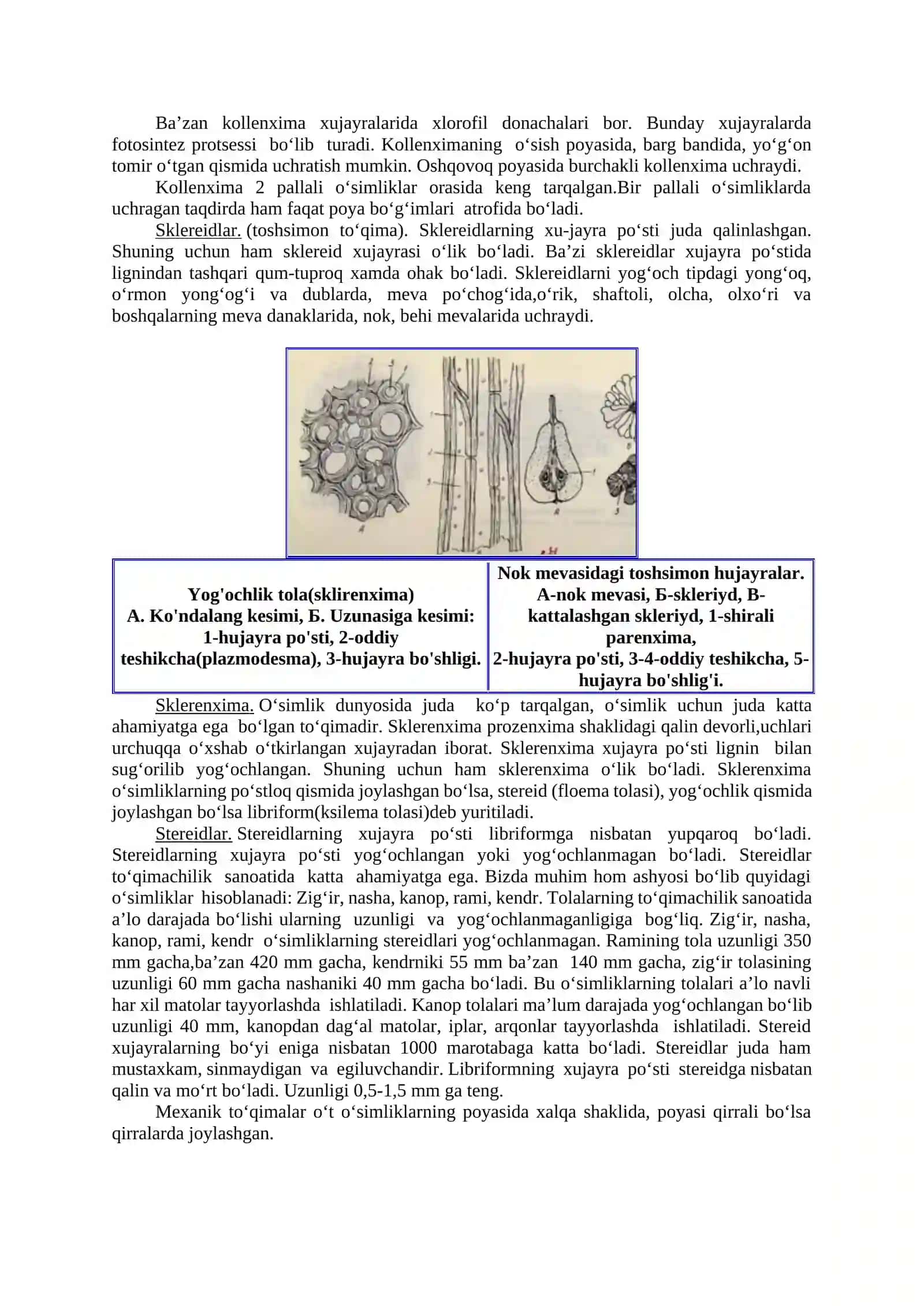 MEXANIK, O‘TKAZUVCHI, AJRATUVCHI VA ASOSIY TO‘QIMALAR. ILDIZ MORFOLOGIYASI.ILDIZNI FIZOLOGIK va anatomik tuzilishi 2