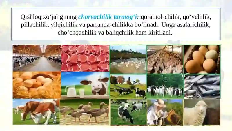 CHORVACHILIK 2