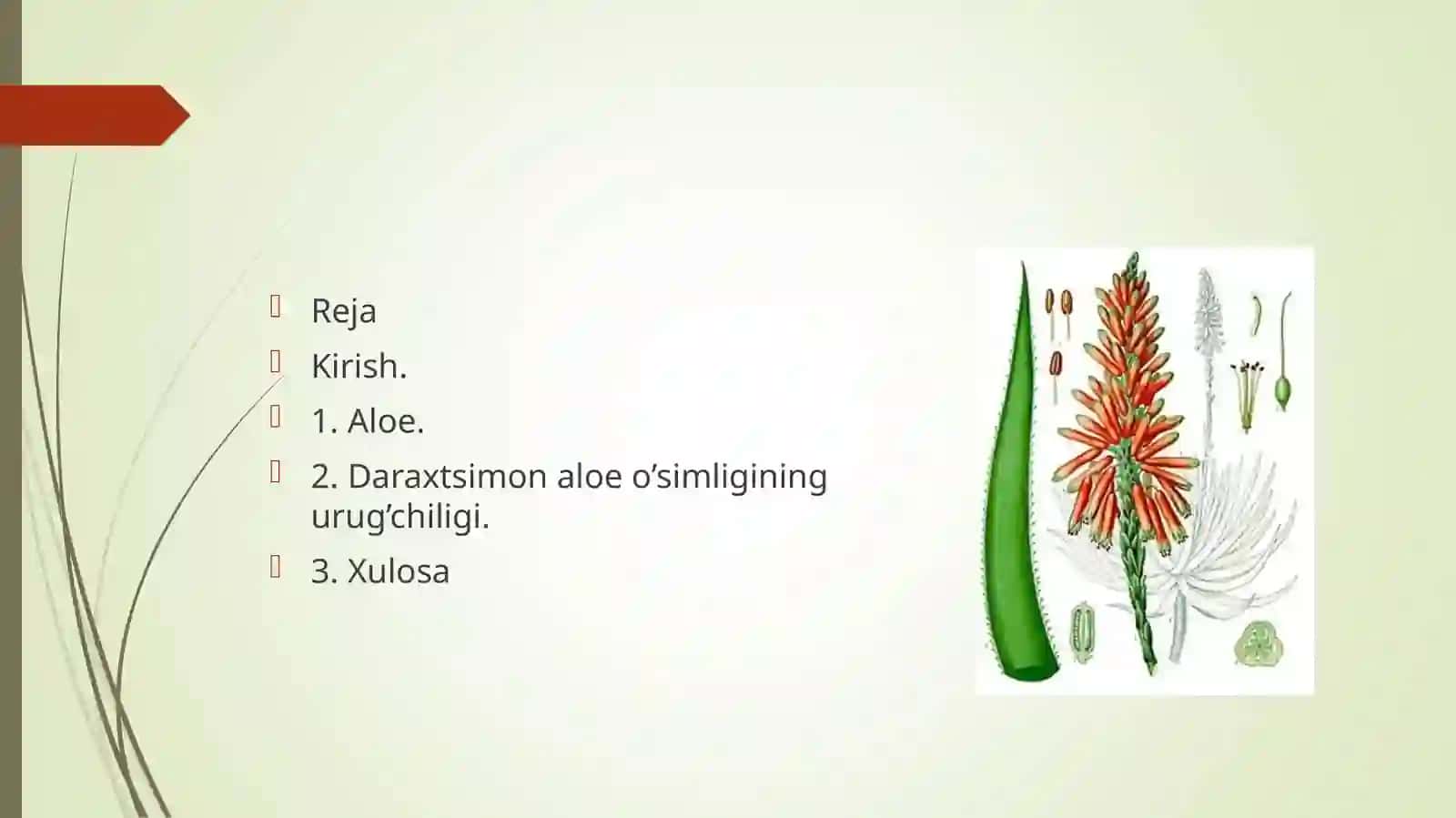 Daraxtsimon aloe o'simligi 2