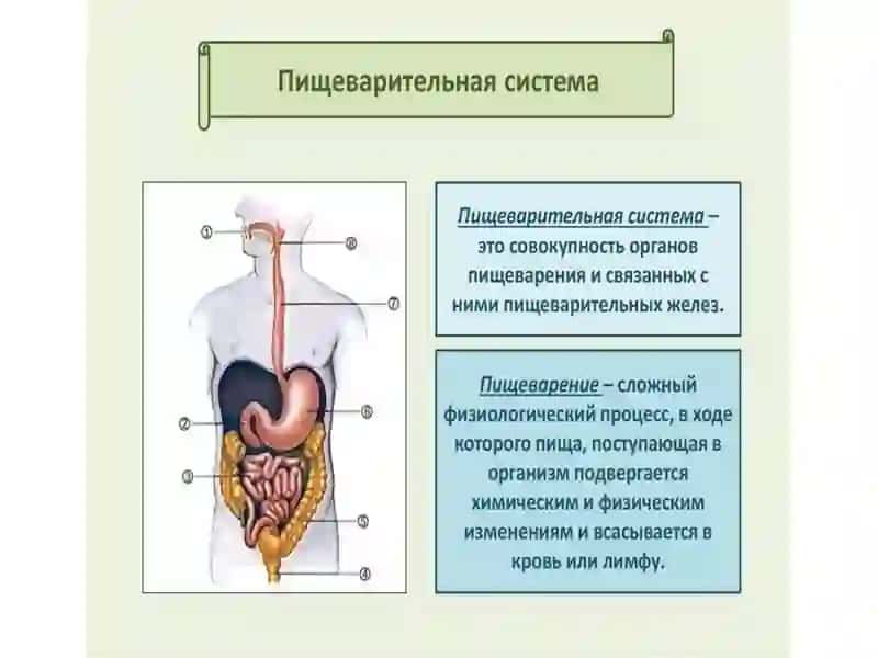ВОЗРАСТНЫЕ ОСОБЕННОСТИ СИСТЕМЫ ПИЩЕВАРЕНИЯ И ГИГИЕНА ПИЩИ 2