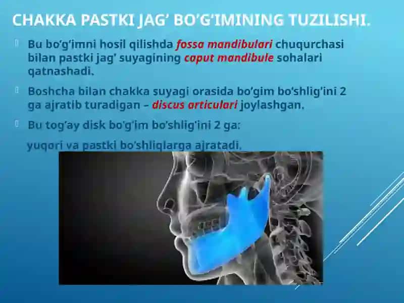 Chakka pastki jag’ bo’g’imining tuzilishi 2
