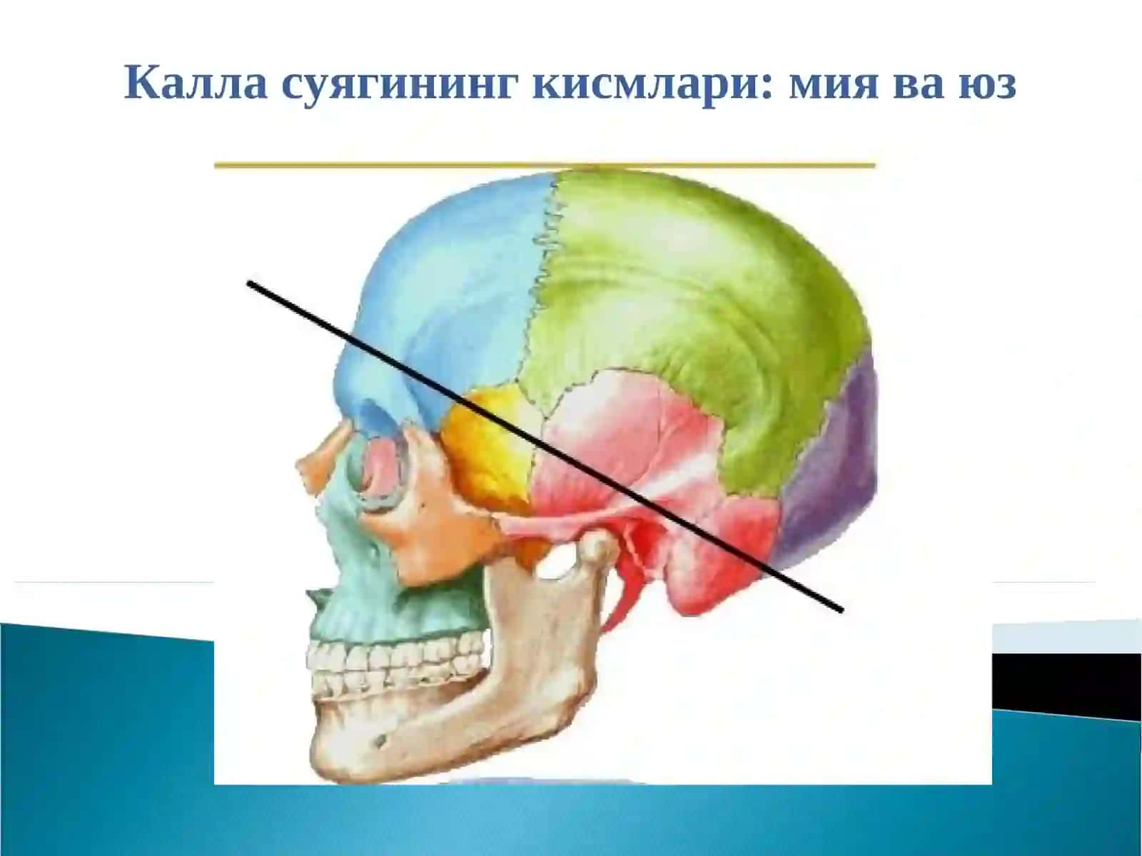 Т Тиббий фундаментал фанлар 2