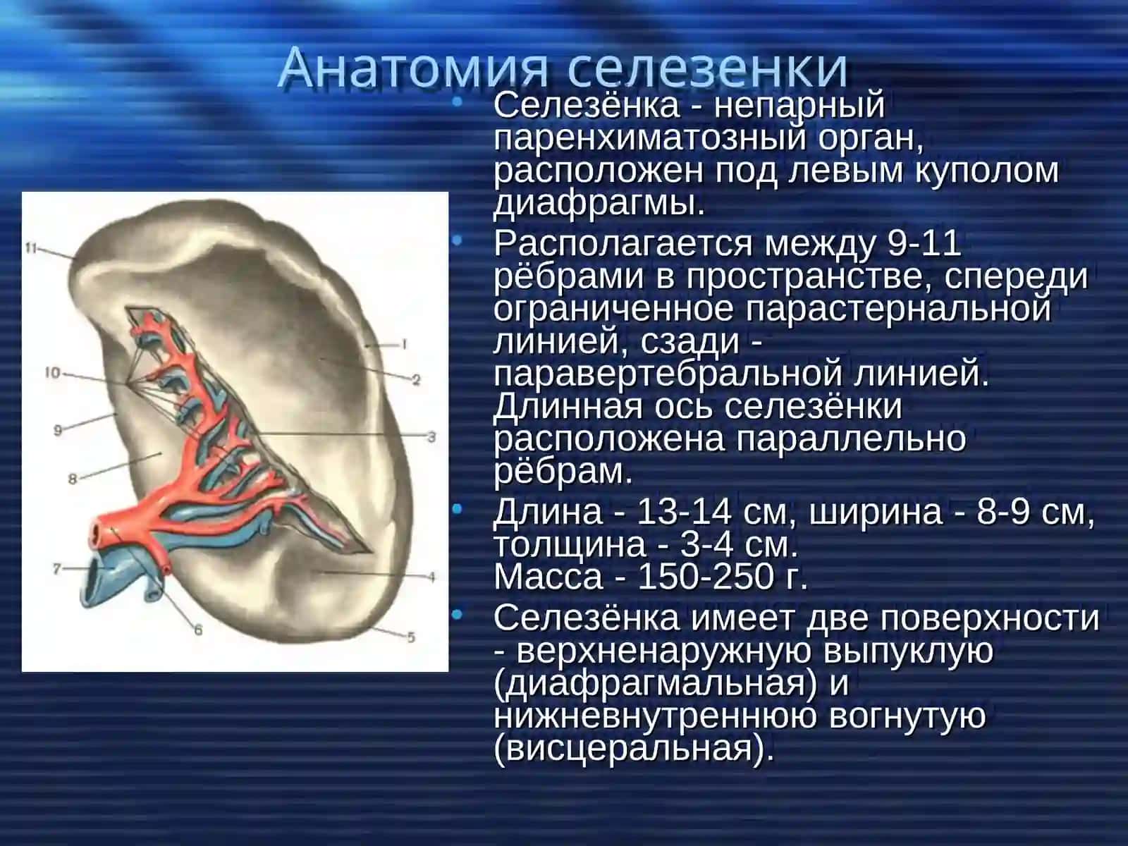 Хирургические заболевания селезенки 2