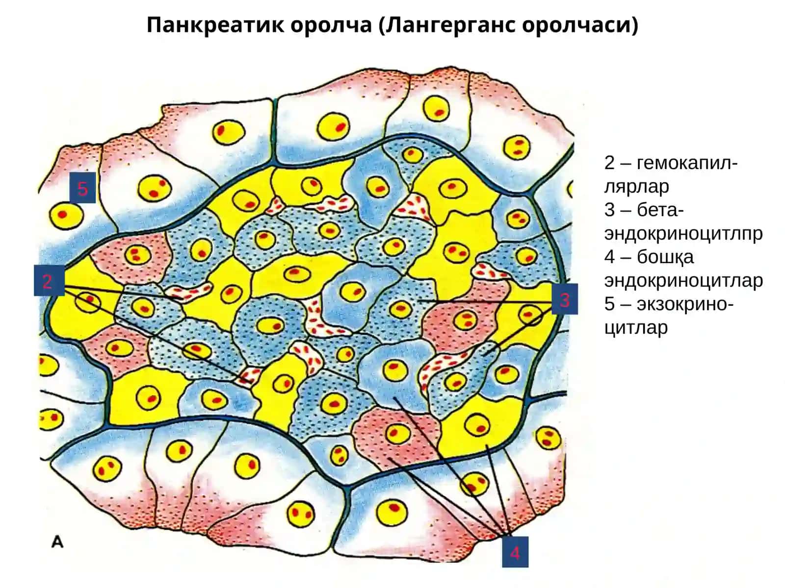 Меъдаостибези 2