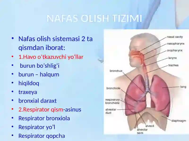 NAFAS TIZIMI 2