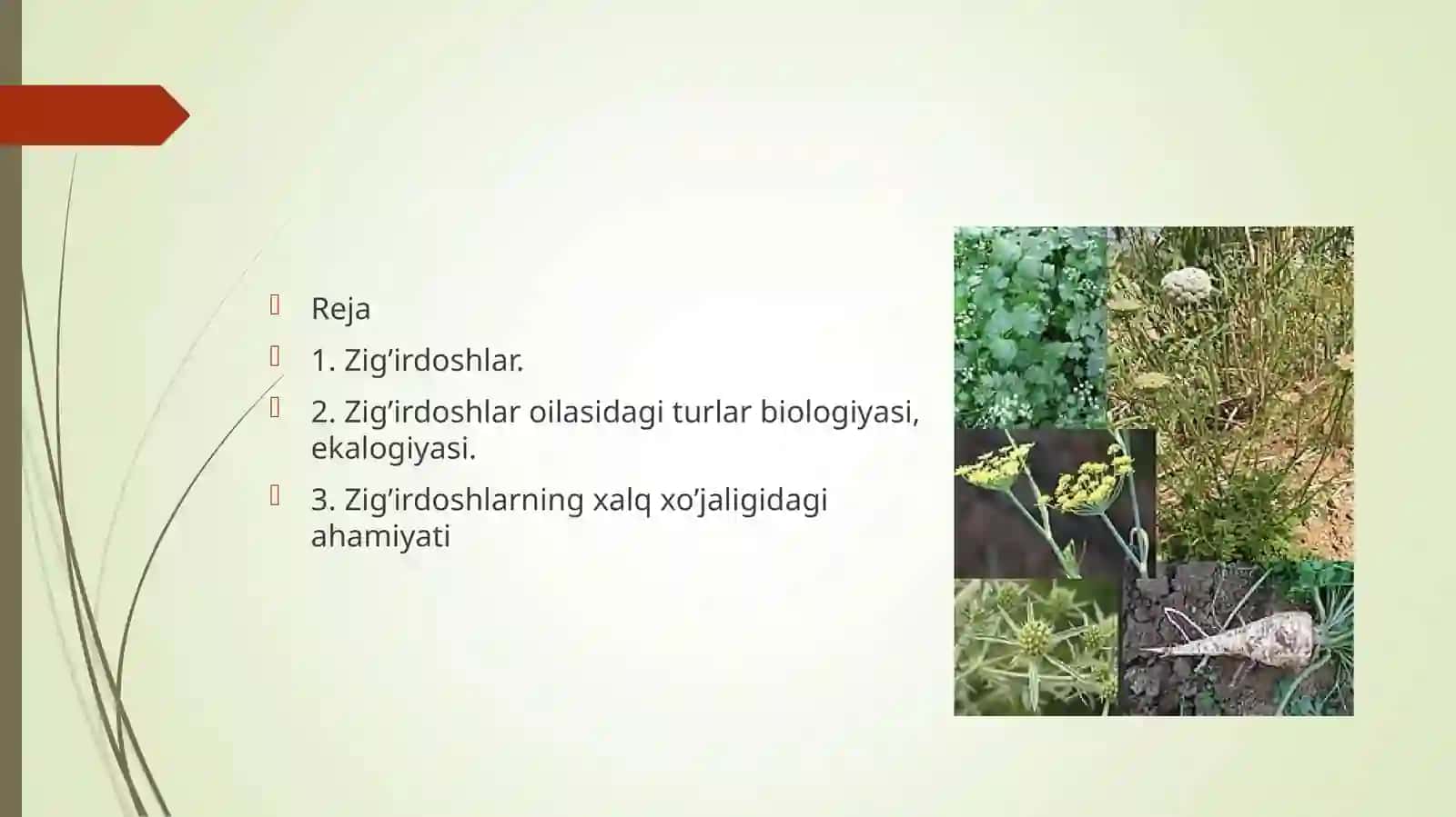 Zig’irdoshlar Linaceae oilasidagi turlar biologiyasi, ekalogiyasi, areali xalq xo’jaligidagi ahamiyati 2