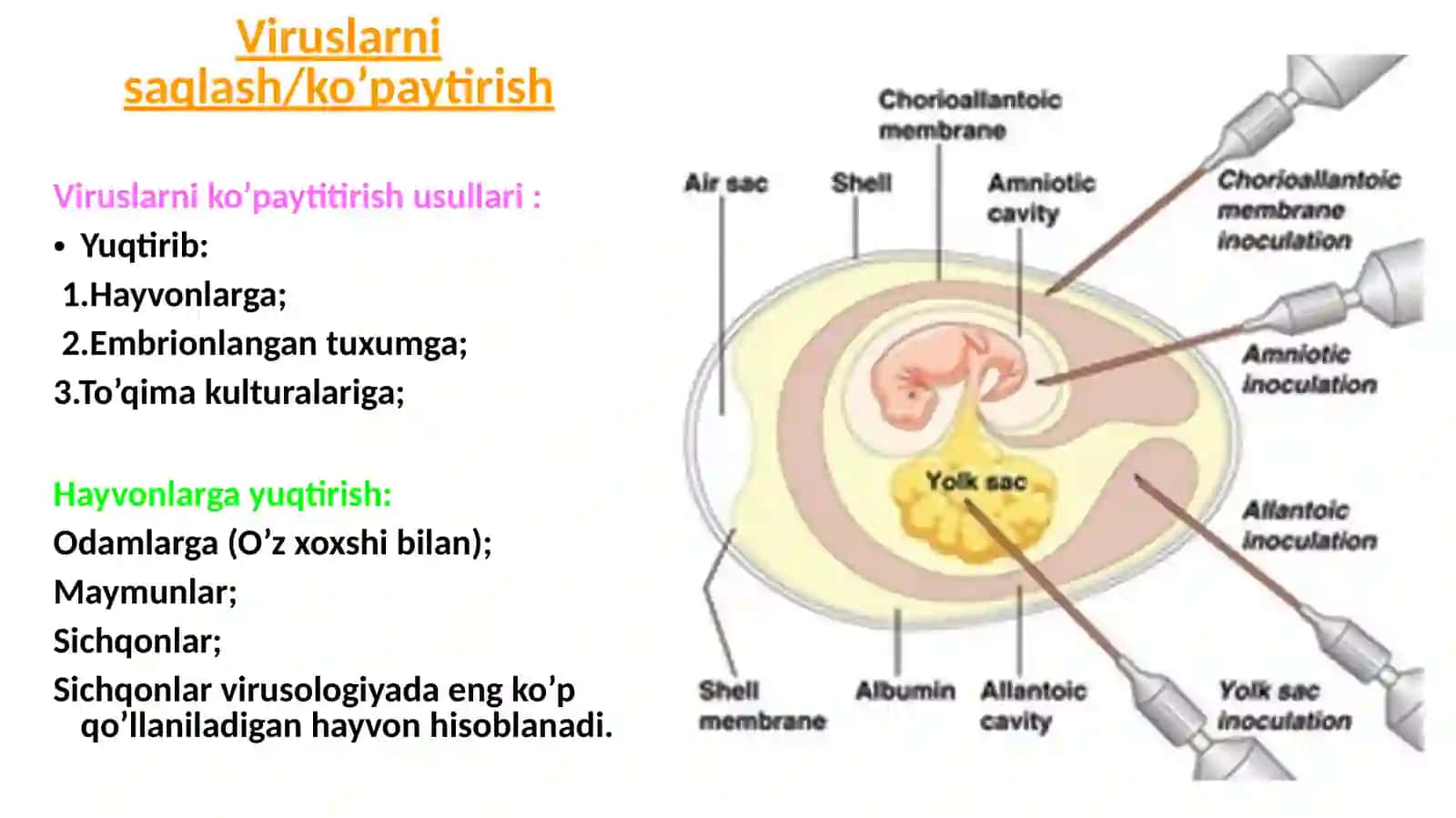 Mikrobiologiya va Biotexnologiya 2