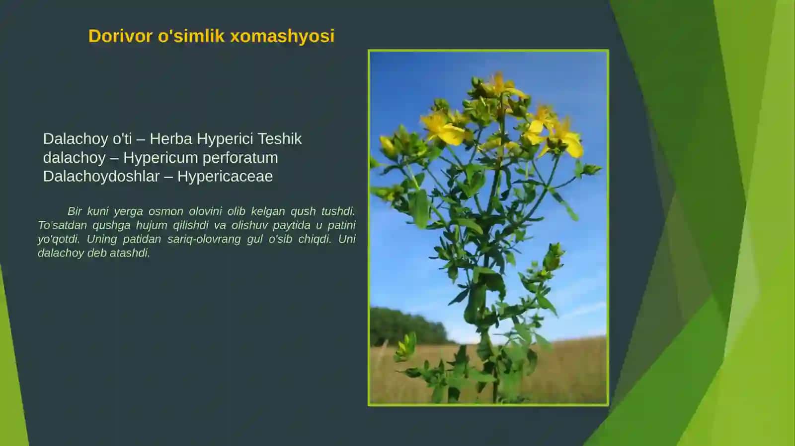 Dala choyi (dalachoy) dorivor o'simligining mavsumiy kasalliklarda qo'llanilishi 2