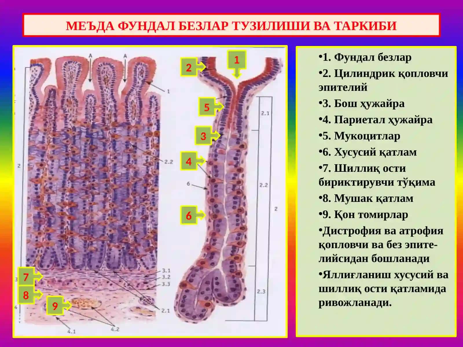 ПАТОЛОГИК АНАТОМИЯ “Меъда касалликлари” 2