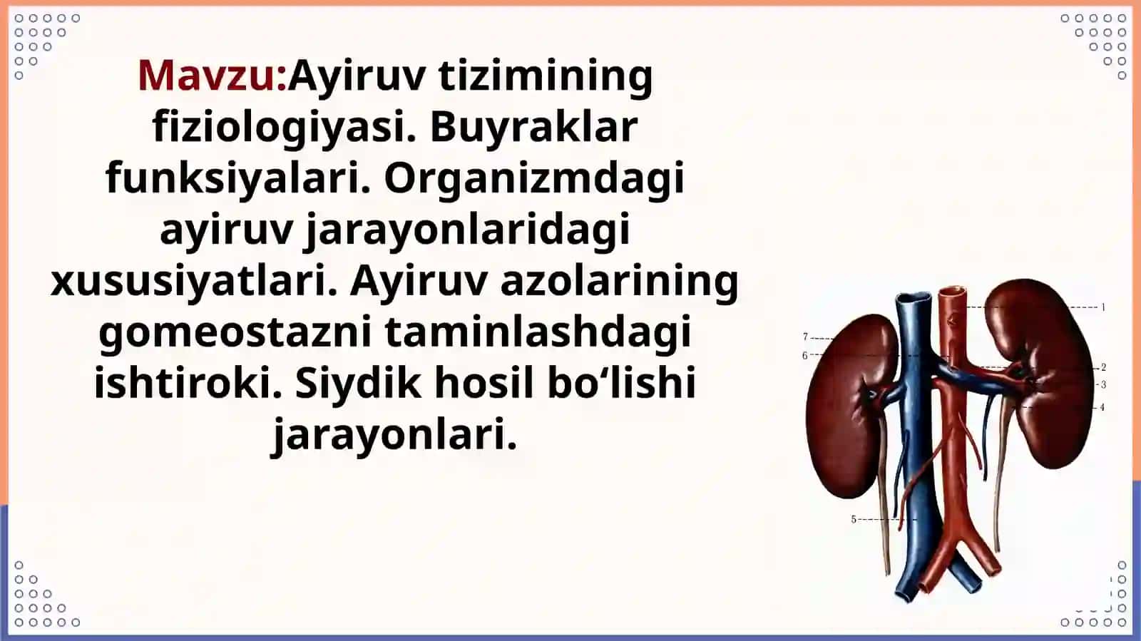 Ayiruv tizimining fiziologiyasi. Buyraklar funksiyalari. Organizmdagi ayiruv jarayonlaridagi xususiyatlari. Ayiruv azolarining gomeostazni taminlashdagi ishtiroki. Siydik hosil boʻlishi jarayonlari 2
