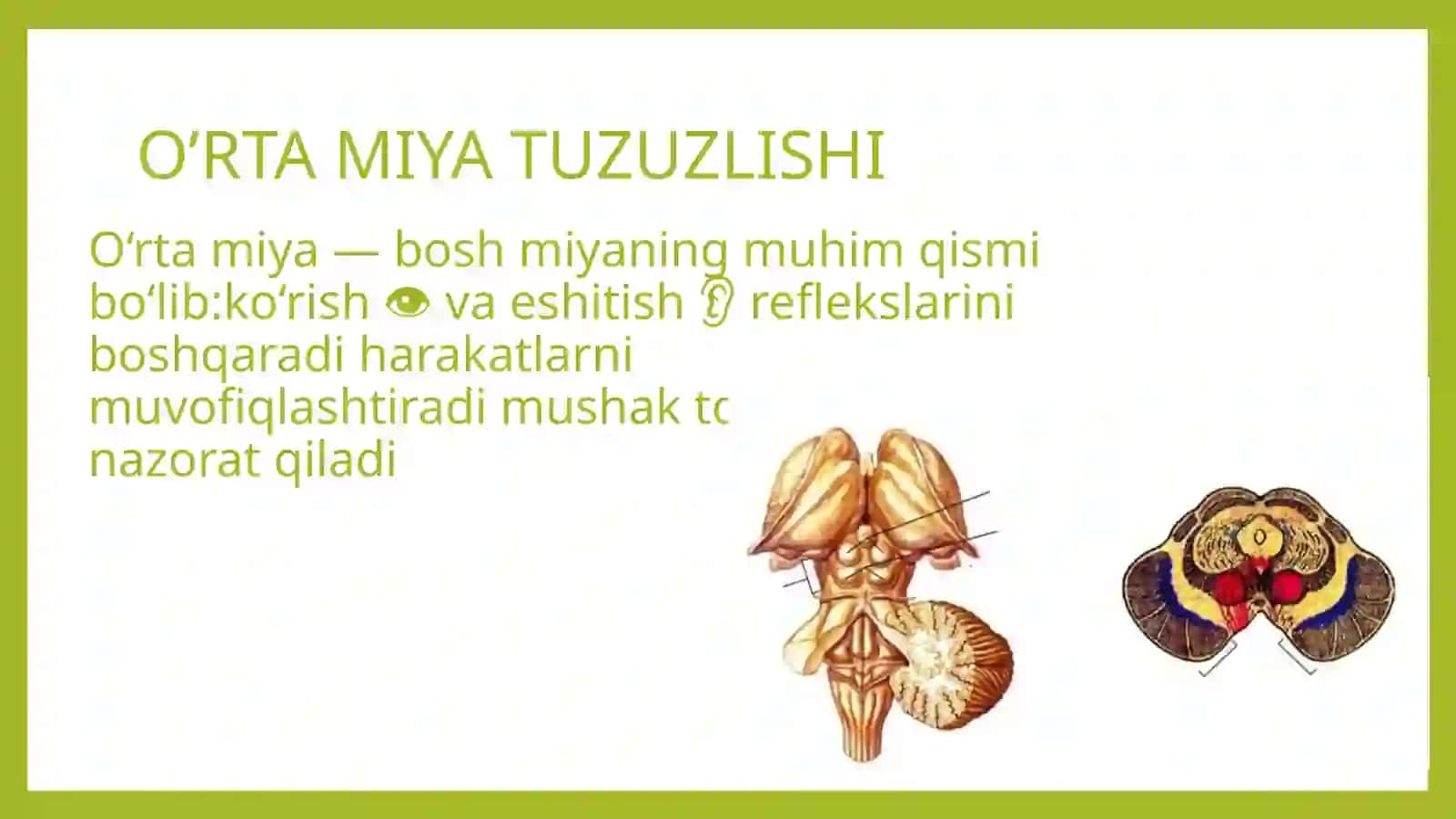 Oraliq miya va miyacha fiziologiyasi. Orta miya. 2