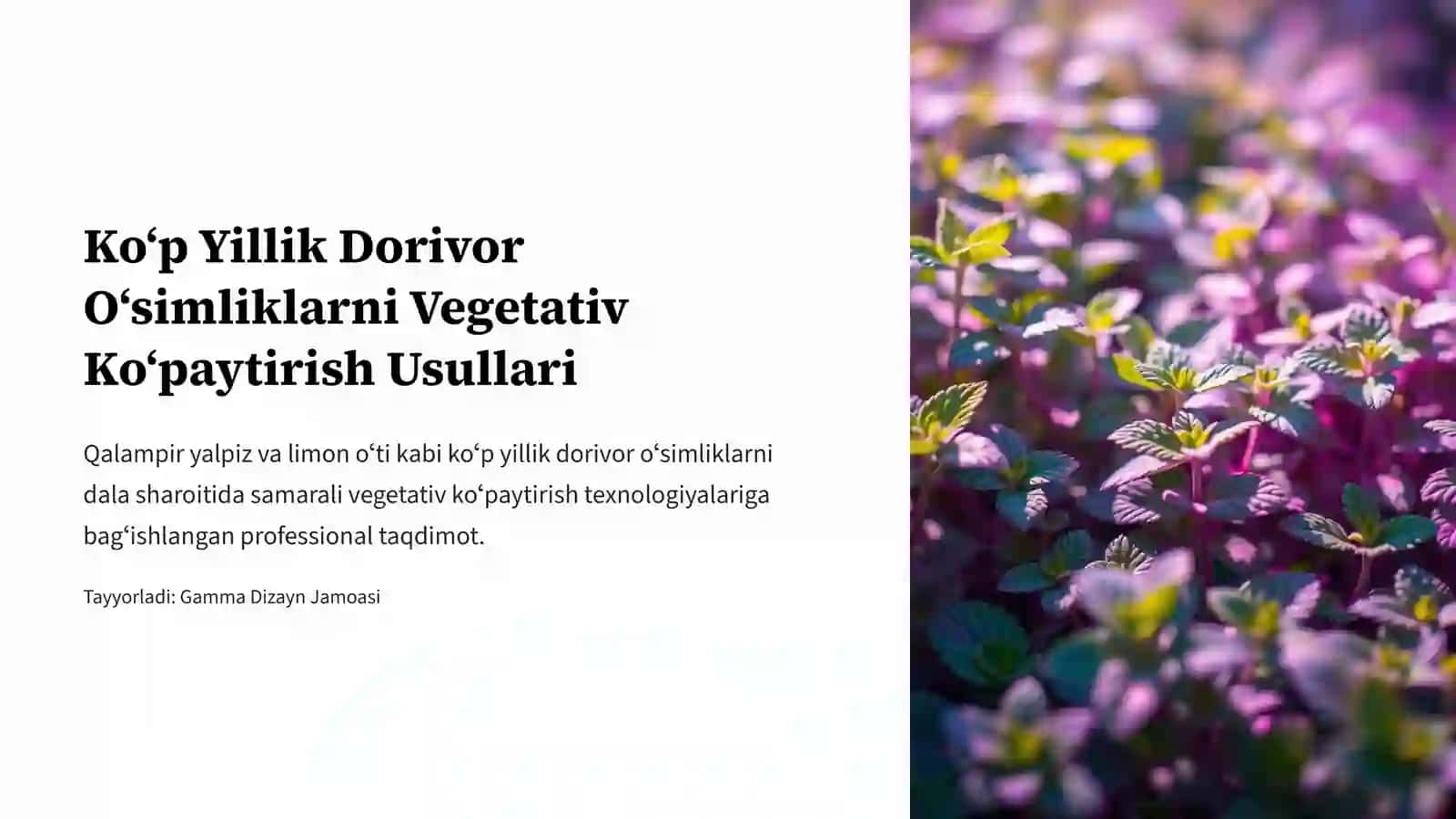 Koʻp Yillik Dorivor Oʻsimliklarni Vegetativ Koʻpaytirish Usullari 2