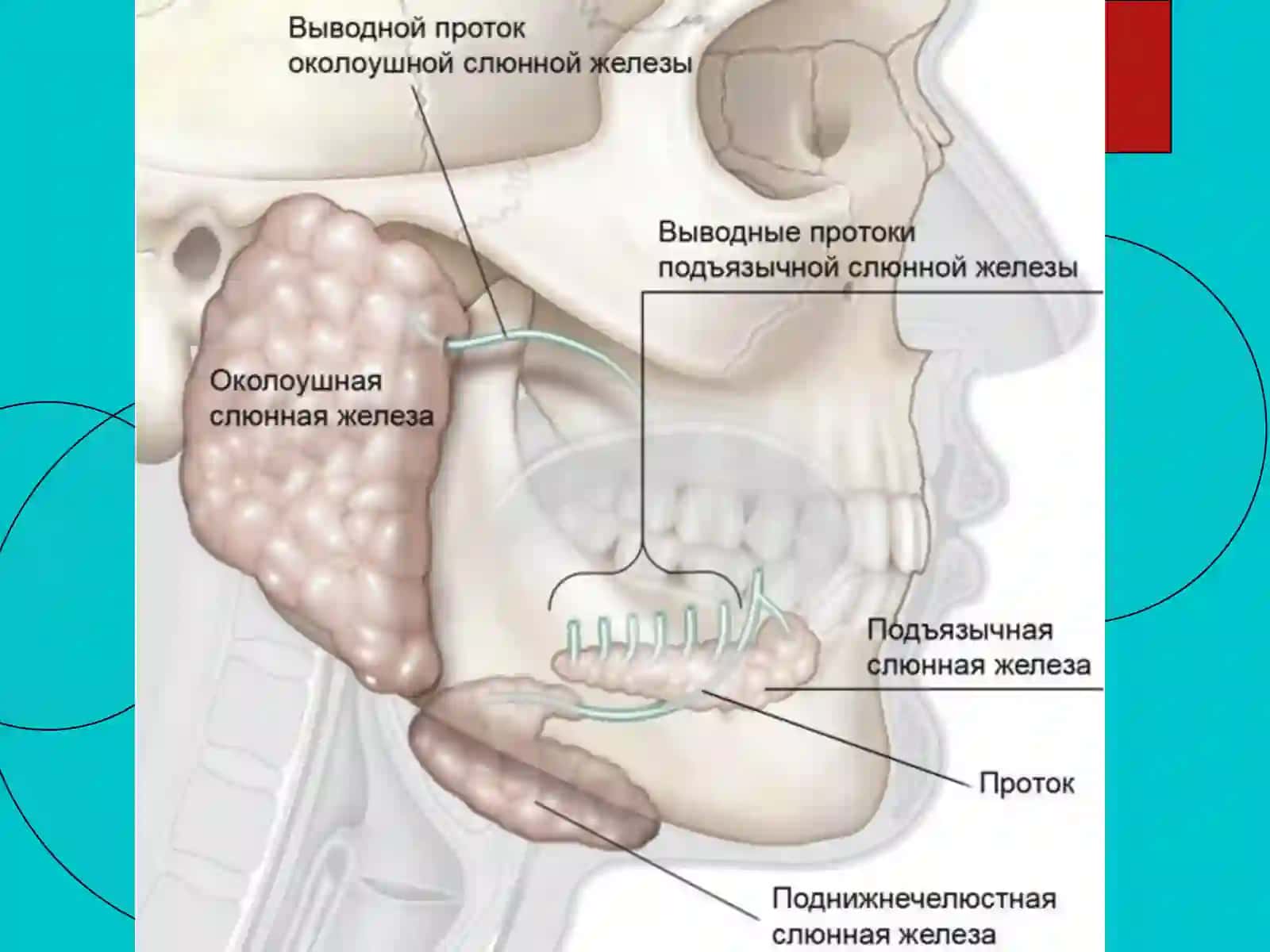 Опухоли слюнных желез 2