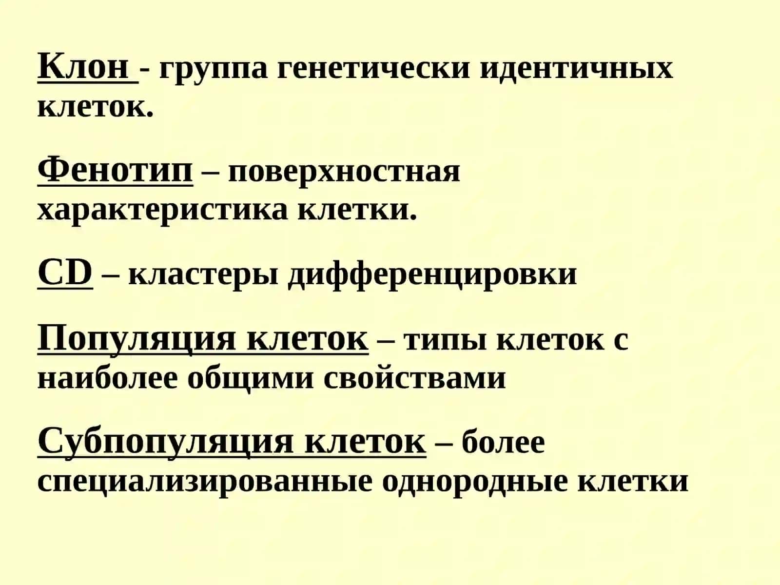 Т-лимфоциты 2