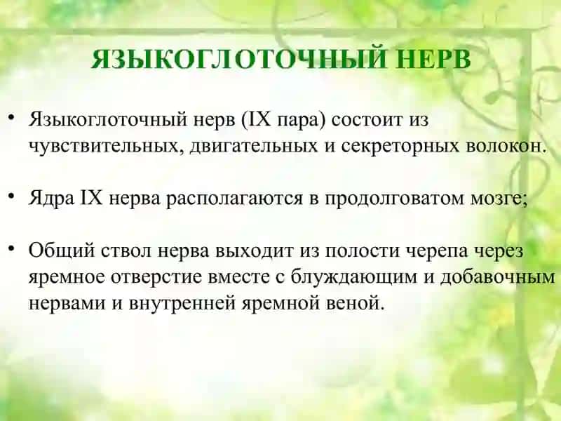 Языкоглоточный нерв 2