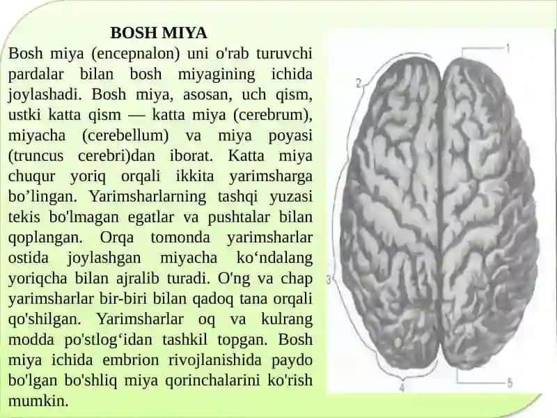 Bosh miya 2