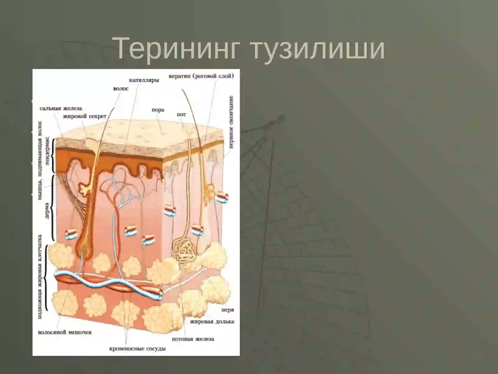 Дерматозларни умумий клиник белгилари ва патомофологияси 2