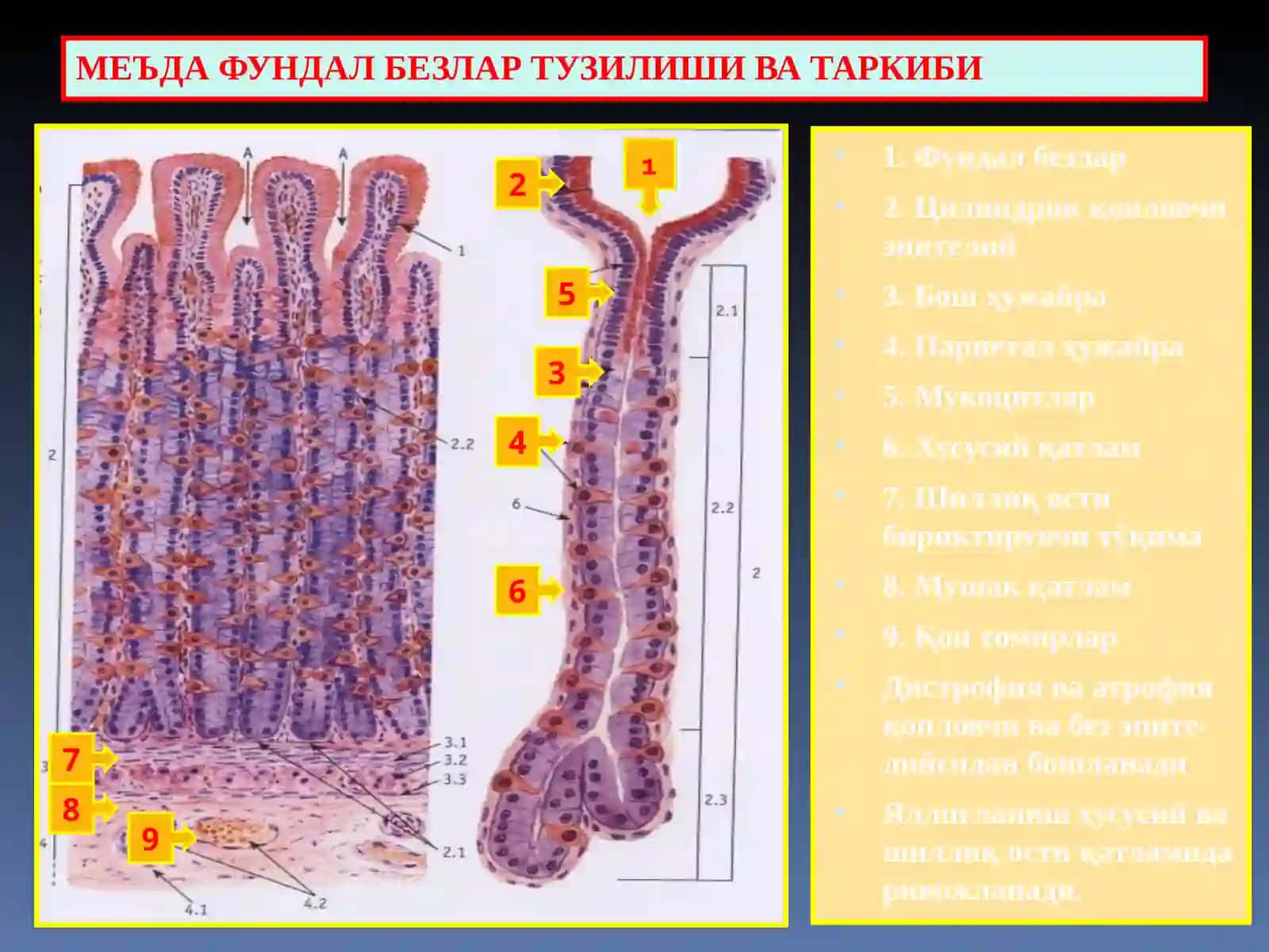 "Меъда касалликлари" 2