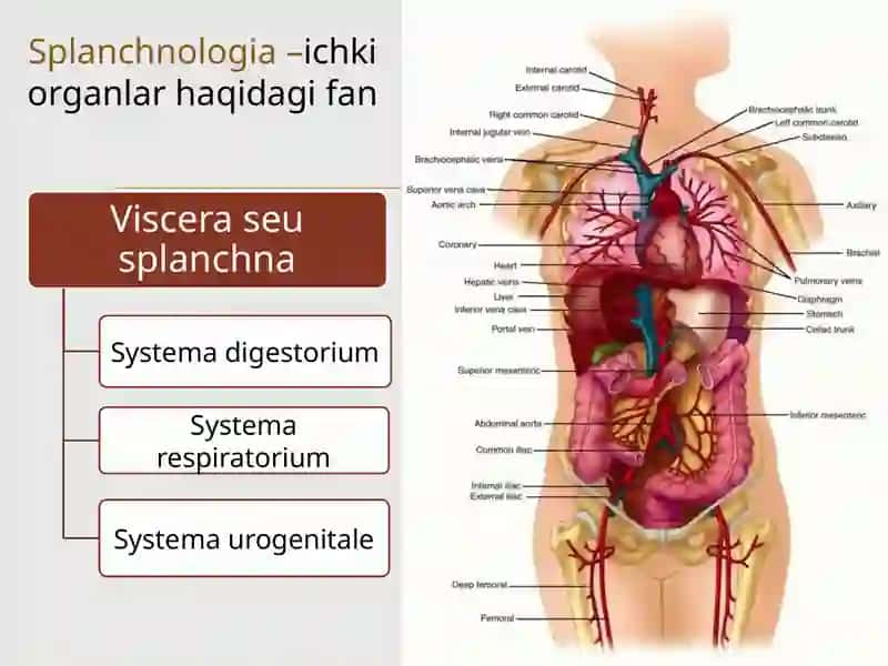 Hazm  sistemasi: og`iz bo`shlig`i a`zolari, so`lak bezlari, halqum 2