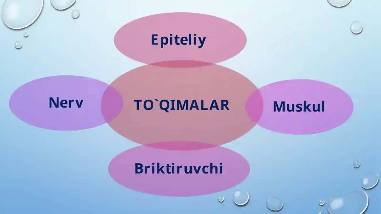 To'qimalar, organlar va organism mavzusida 8-sinf 2
