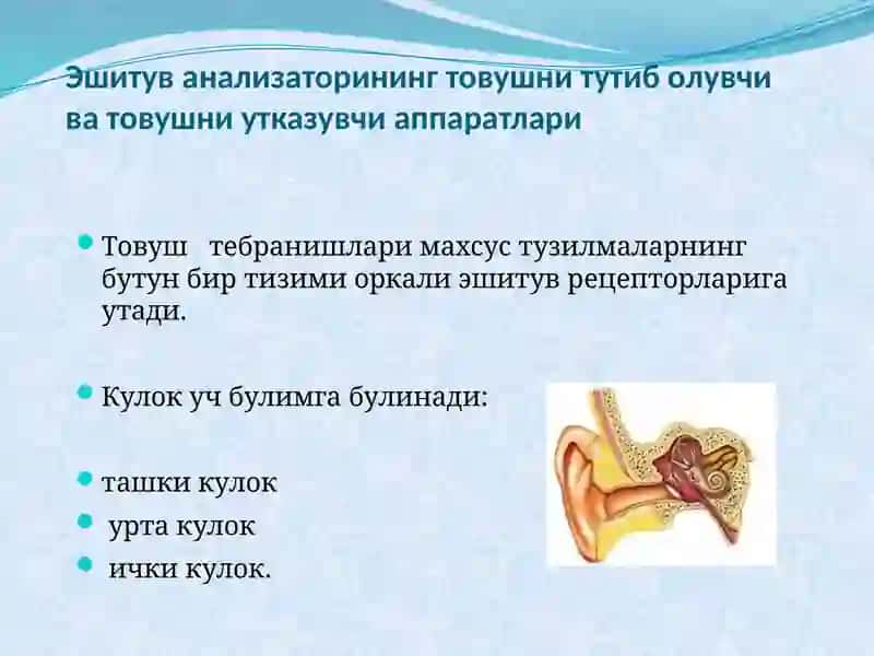 Eshituv organi innervatsiyasining hususiyatlari. 2