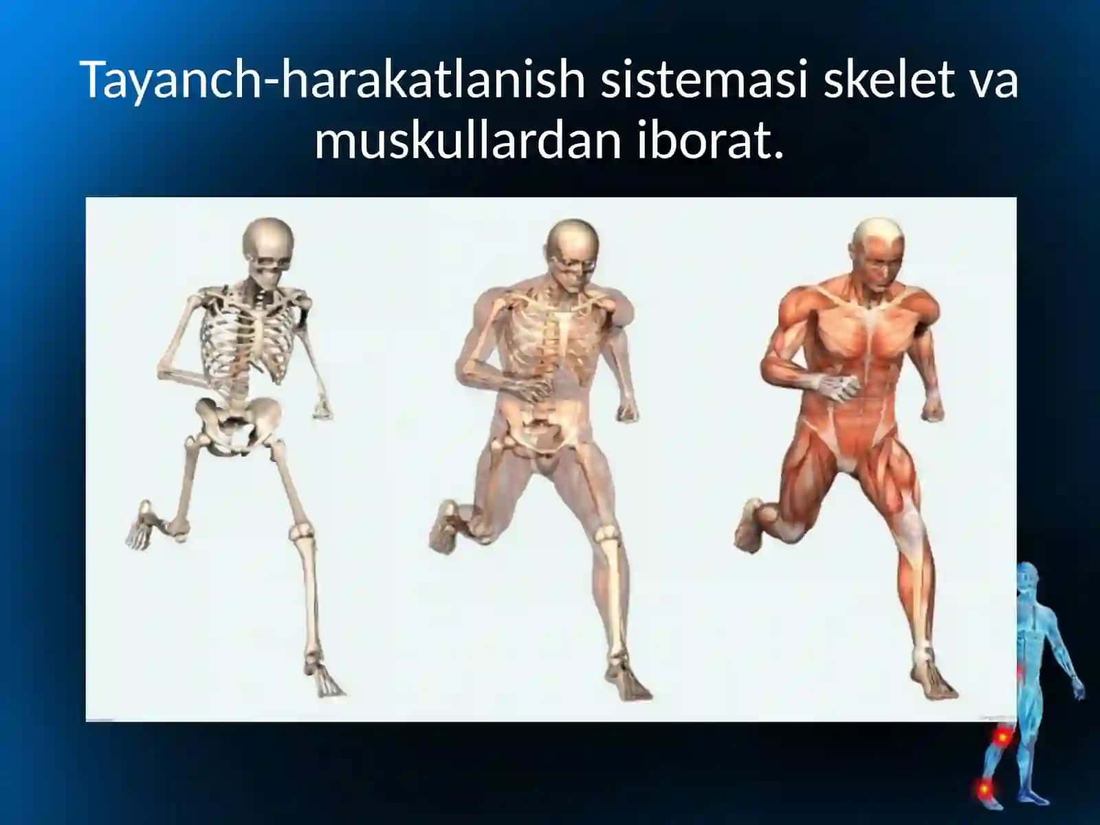 Skletning tuzilishi va funktsiyasi, suyaklarning shakllari 2