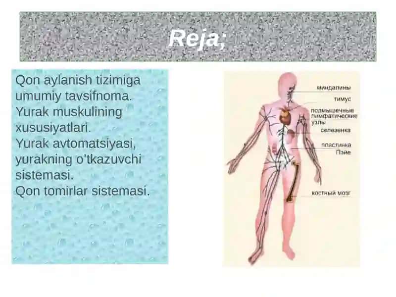 Yurak qon tomir patologik fiziologiyasi 2