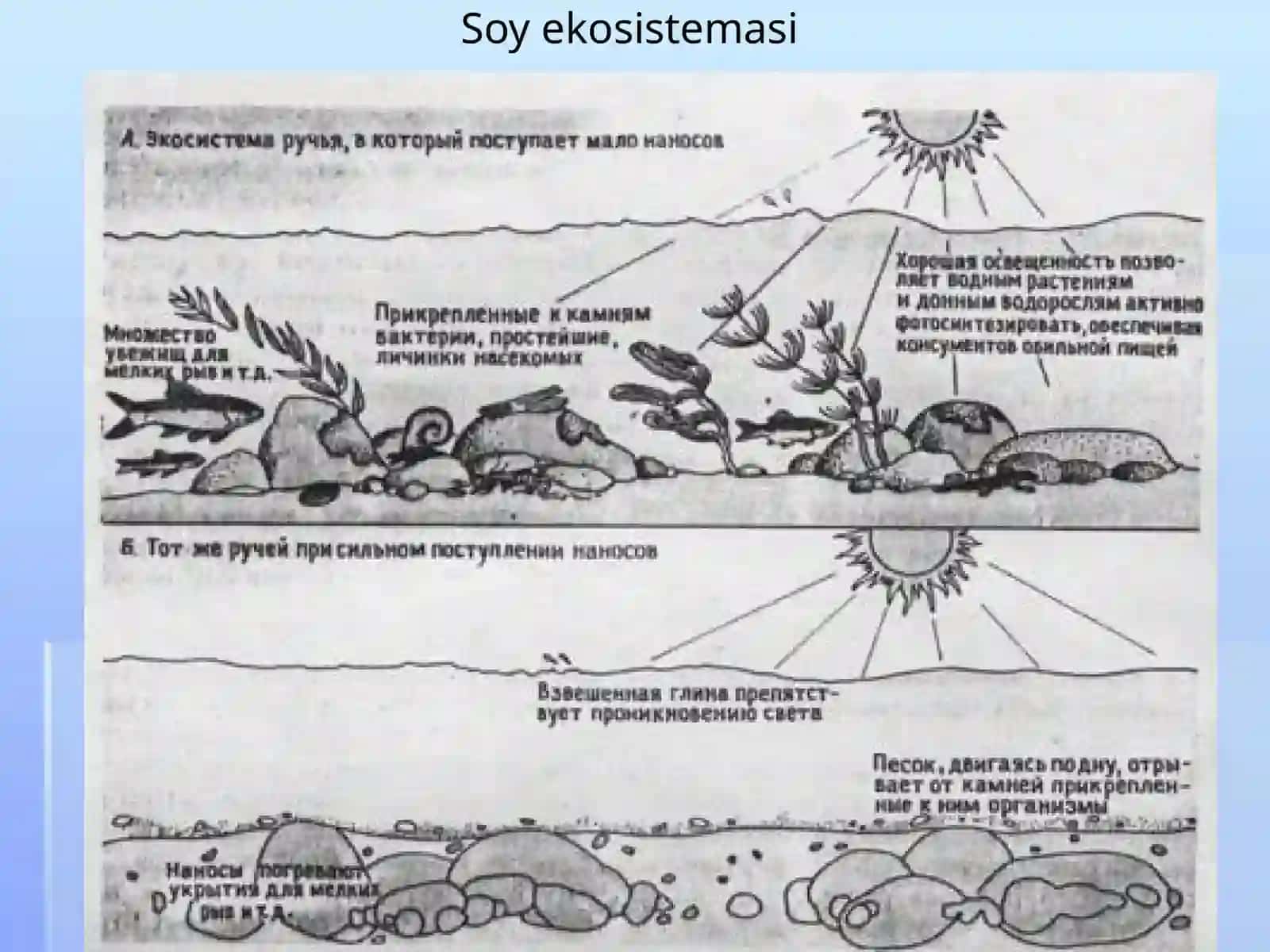 Biologiya - Ekosistema strukturasi 2