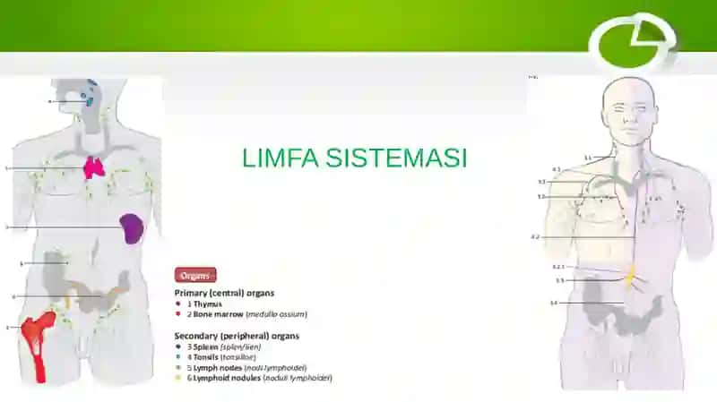 Limfa sistemasi anatomiyasi 2