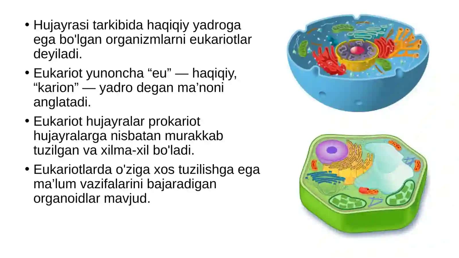 Eukariot hujayra 2
