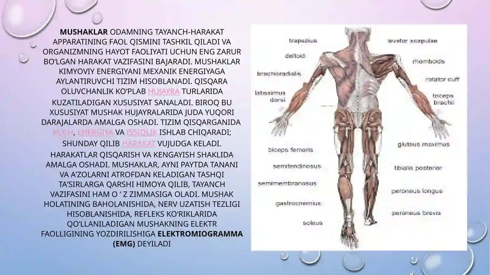 Mushaklar fiziologiyasi 2