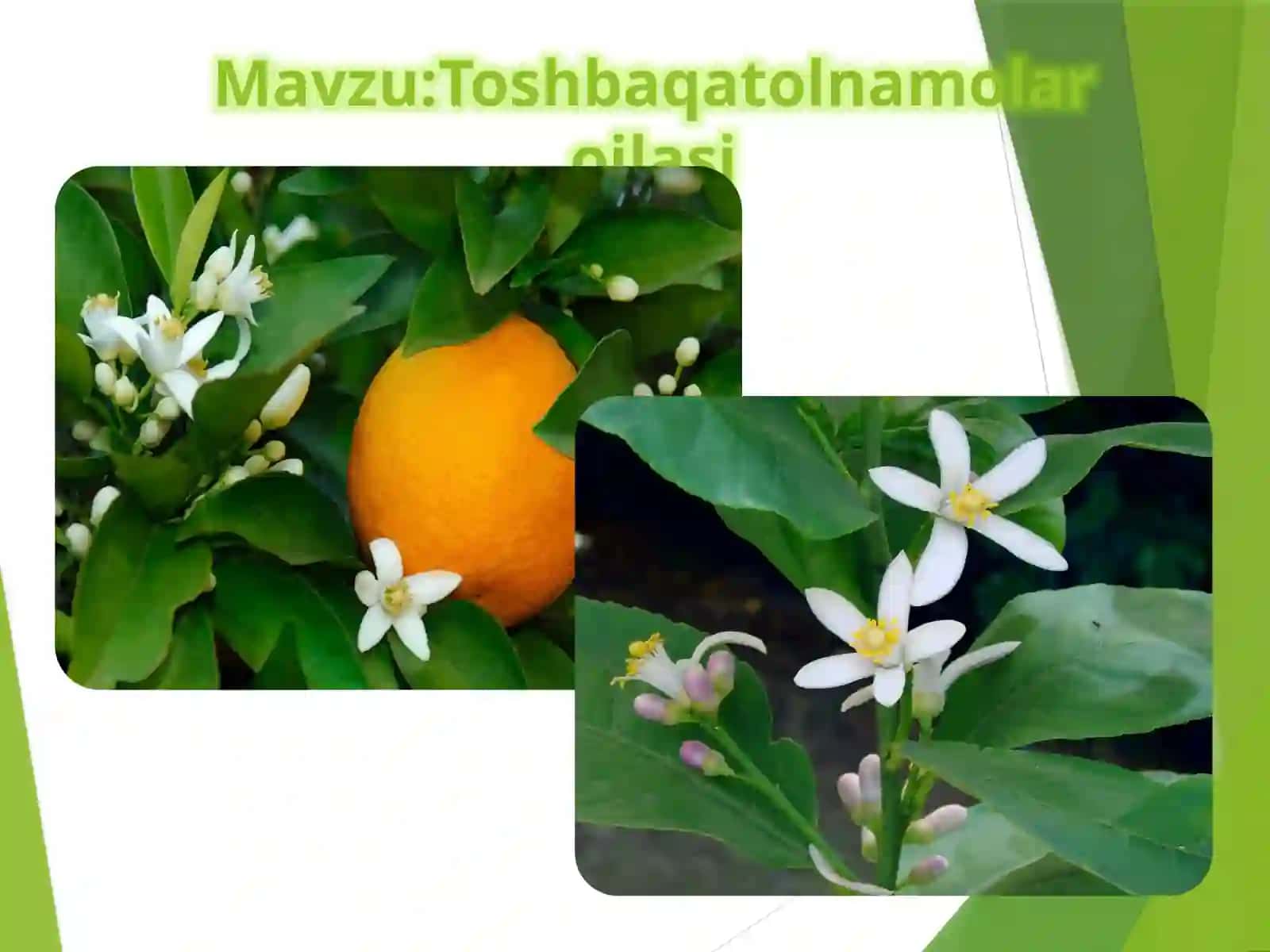 Toshbaqatolnamolar oilasi 2