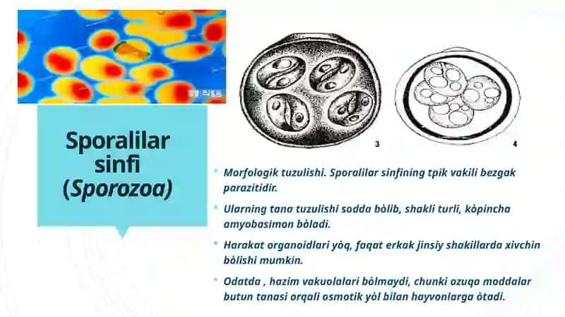 SPORALILAR SINFI 2