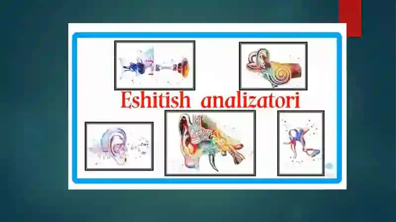 Қулоқ анатомияси 2