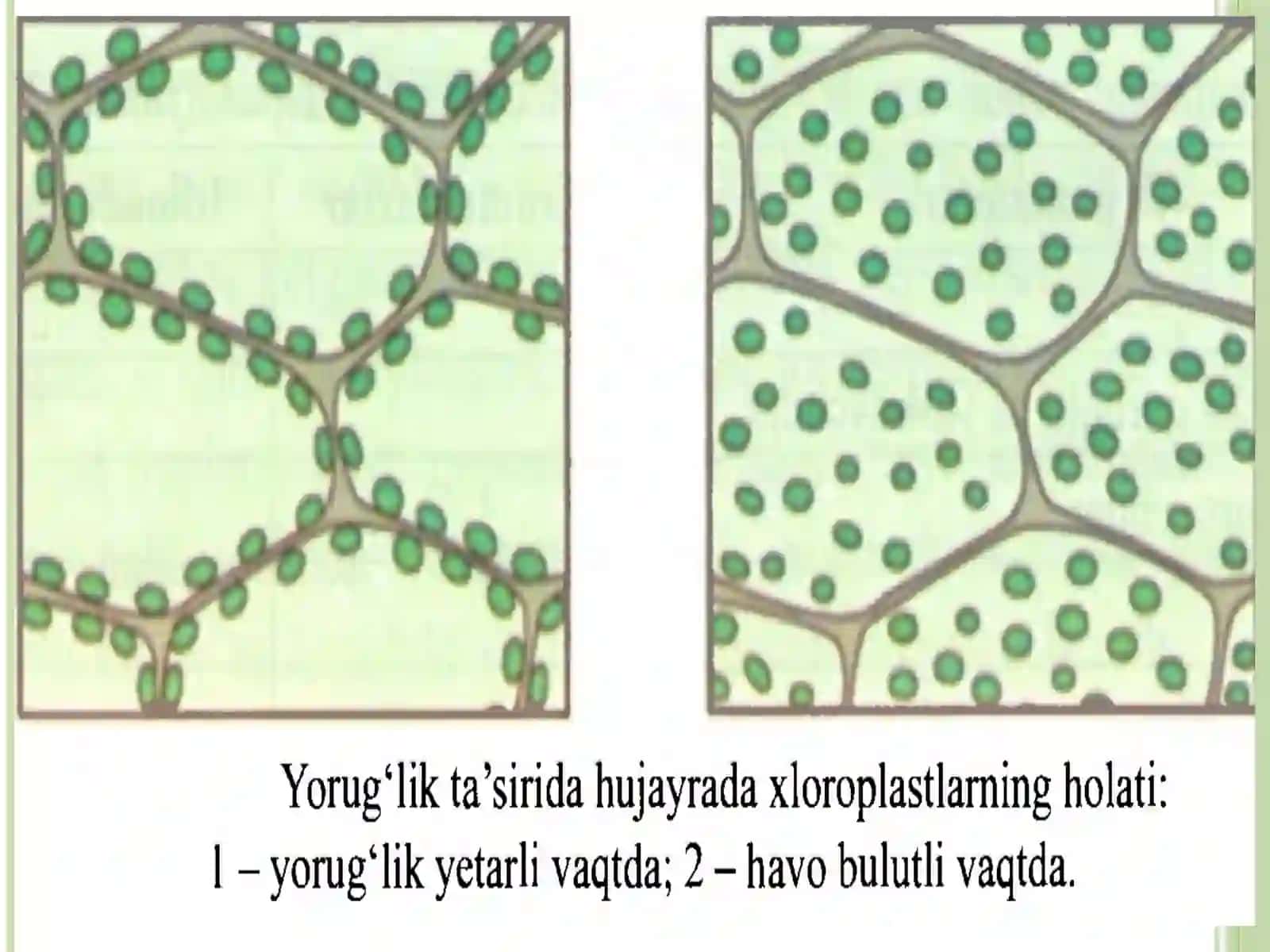 TIRIK ORGANIZMLARDA O'Z-O'ZINI IDORA ETISH ORGANLARI: GUMORAL VA NERV SISTEMASI EVOLUTSIYASI 2