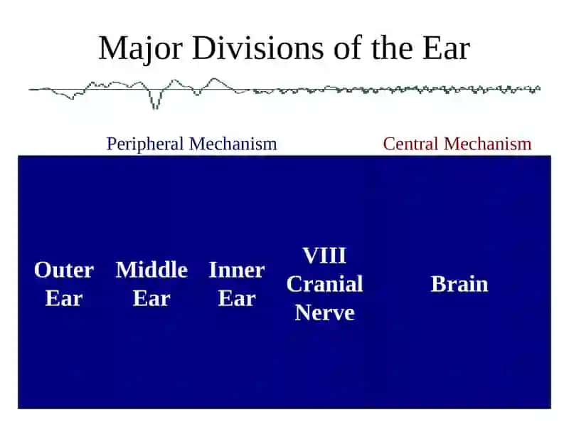 Anatomy Physiology and Disorders of the Hearing 2