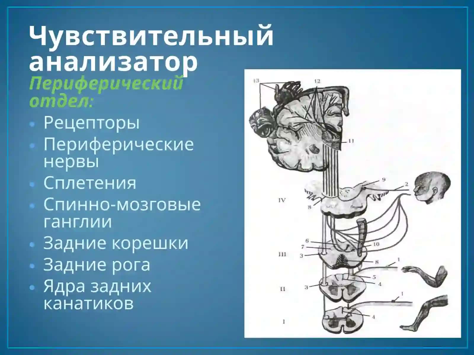 Чувствительная сфера 2