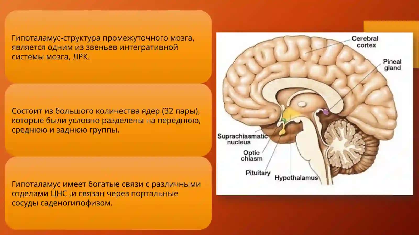 Гипоталамический синдром 2