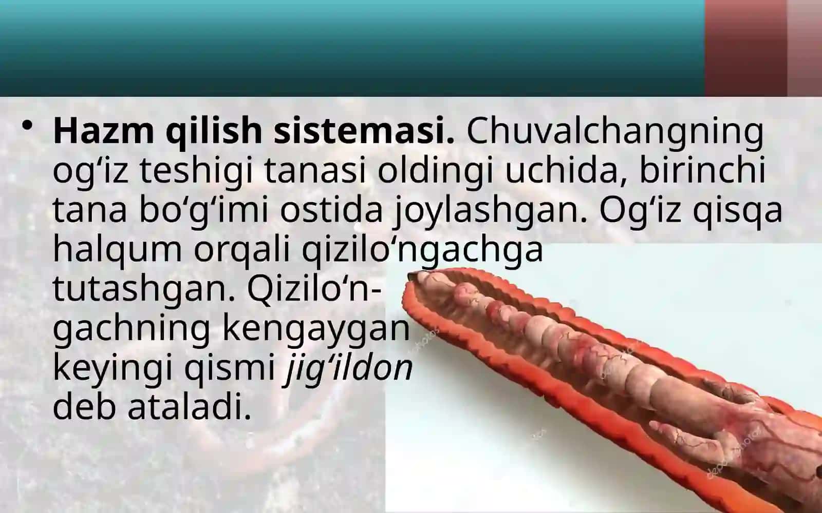 Yomg‘ir chuval changi ning ichki tuzilishi 2