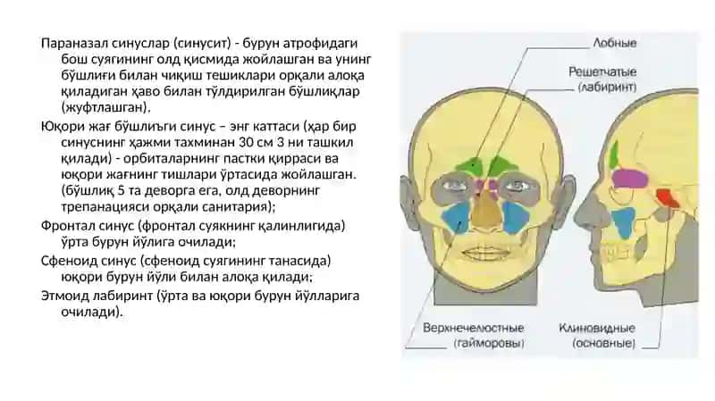 Гаймор бўшлиғи анатомияси 2