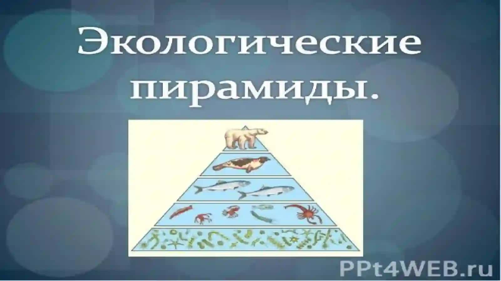 Екологическая перамида «Лес» 2