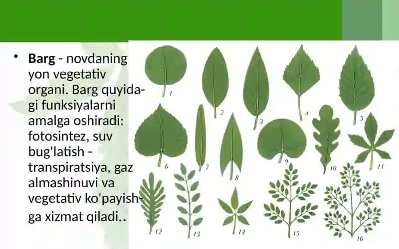 Turliyashashmuhitidagi(kserofit,gidrofit,mezofit)barglariningtuzulishinisolishtirish 2
