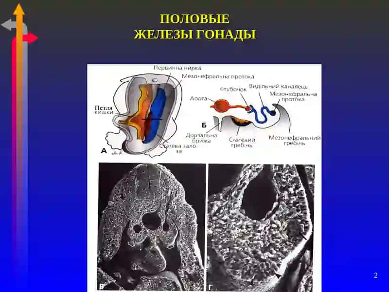 Общая анатомия женской репродуктивной системы 2