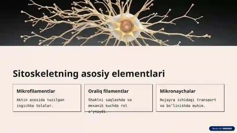 Sitoskeletning asosiy elementlari 2