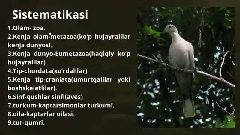 Qumri haqida malumot 2